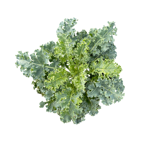 Naturally Organic Curly Kale | 135g