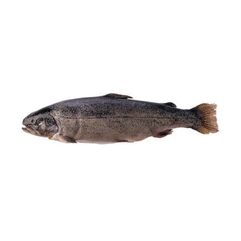 Whole Gutted Trout +-1.3KG