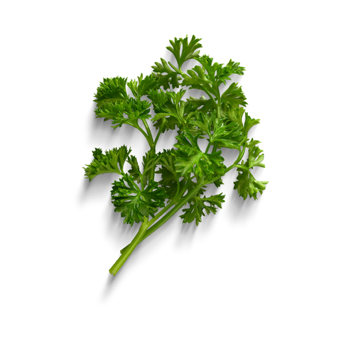 Naturally Organic Moss curled parsley