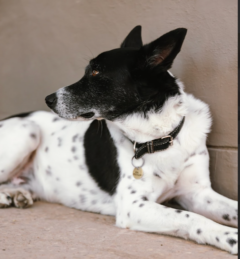Pet Food & Care