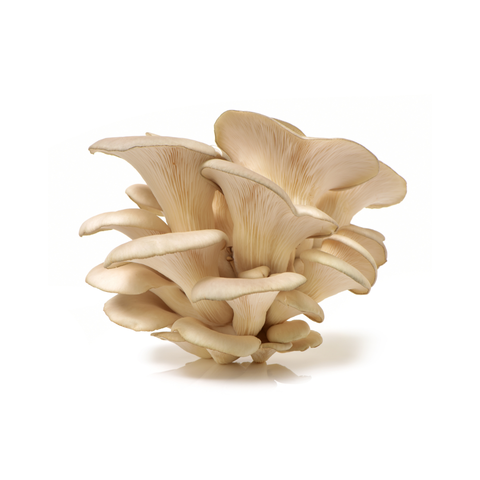 Oyster Mushrooms